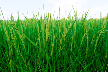 Close up the unripe green paddy field in organic rice fields. yellow paddy rice field with green leaf and Sunlight in the morning time, Rice field and sky background pattern texture, landscape nature