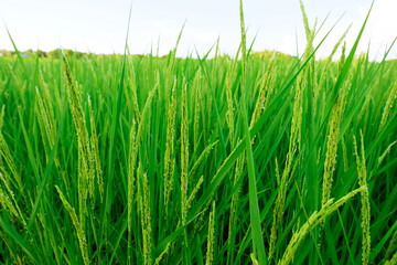 Landscape unripe green paddy field, Rice Field. Close Up of yellow paddy rice field with green leaf and Sunlight in the morning time, Rice field and sky background pattern texture, landscape nature.