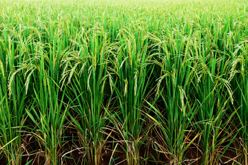 Landscape unripe green paddy field, Rice Field. Close Up of yellow paddy rice field with green leaf and Sunlight in the morning time, Rice field and sky background pattern texture, landscape nature.
