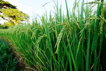Landscape unripe green paddy field, Rice Field. Close Up of yellow paddy rice field with green leaf and Sunlight in the morning time, Rice field and sky background pattern texture, landscape nature.