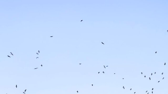 Group of birds flying in the sky