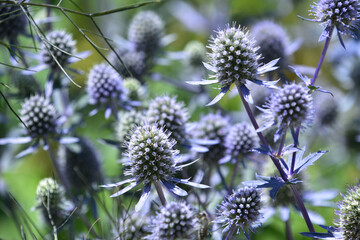 Gorgeous Spikey Thistles Blooming and Flowering in a Garden