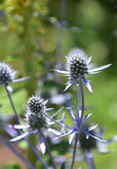 Close Up Look at a Flowering Globe Thistle