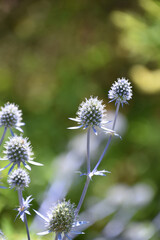 Globe Thistle Blossoms Flowering in a Garden