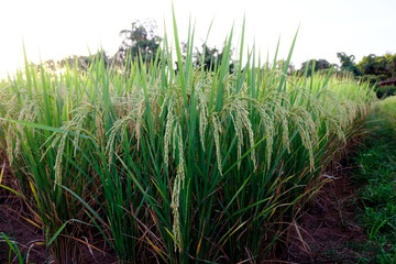 Landscape yellow paddy field wait for harvest, Rice Field. Close Up of yellow paddy rice field with green leaf and Sunlight in the morning time, Rice field and sky background pattern texture, Nature