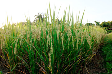 Landscape yellow paddy field wait for harvest, Rice Field. Close Up of yellow paddy rice field with green leaf and Sunlight in the morning time, Rice field and sky background pattern texture, Nature