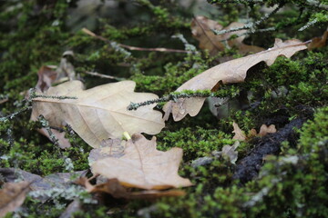 Fallen oak leaves