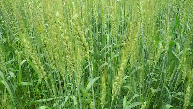 Young Green Wheat Crops Growing in Ukrain