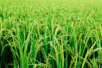 Close up unripe green paddy field, Rice Field. Close Up of yellow paddy rice field with green leaf and Sunlight in the morning time, Rice field and sky background pattern texture, landscape nature.