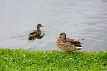 Duck on the grass near the shore of the reservoir.
