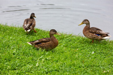 Duck on the grass near the shore of the reservoir.
