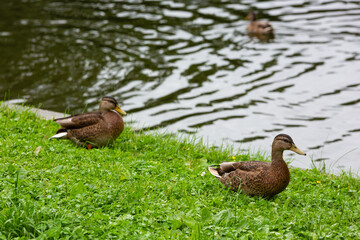 Duck on the grass near the shore of the reservoir.