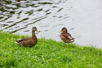 Duck on the grass near the shore of the reservoir.