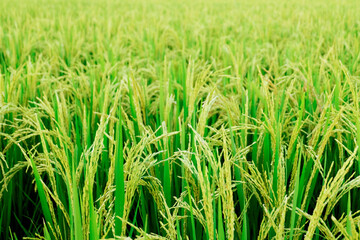 Close up unripe green paddy field, Rice Field. Close Up of yellow paddy rice field with green leaf and Sunlight in the morning time, Rice field and sky background pattern texture, landscape nature.