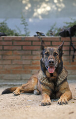 perro guardián de raza  pastor alemán posando