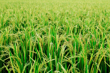 Close up unripe green paddy field, Rice Field. Close Up of yellow paddy rice field with green leaf and Sunlight in the morning time, Rice field and sky background pattern texture, landscape nature.