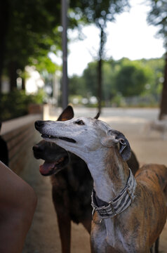 perros de raza galgo espa&ntilde;ol y pastor alem&aacute;n