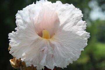 resh pacing is a medicinal plant belonging to the finding-finding tribe (Zingiberaceae).