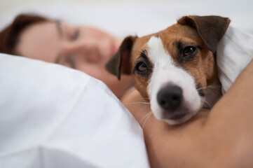 Jack Russell Terrier dog sleeps wrapped in a blanket next to his owner.