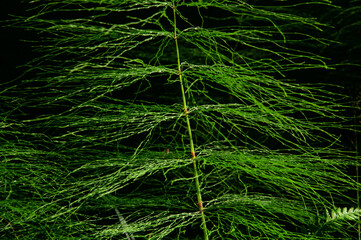 Beautiful green twig of Equisetum sylvaticum in the sun on a black background