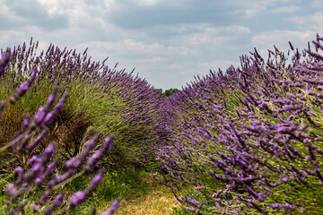 Lavender flowers in summertime