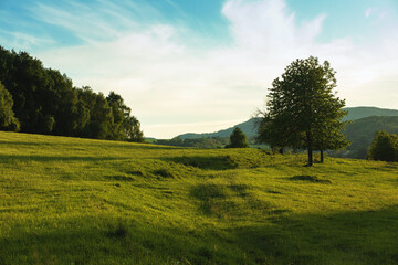 View of green meadow by the forest in the evening.Summer season.