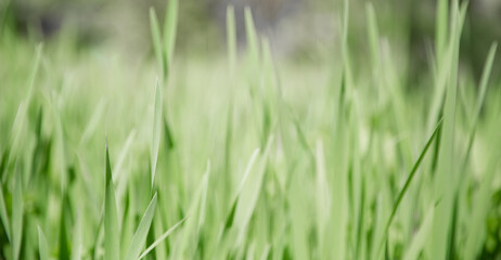 Fototapeta na wymiar Green grass texture as background. Perspective view and selective focus. artistic abstract spring or summer background with fresh grass as banner or eco wallpaper. Leaves blur effect. Macro nature