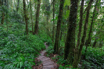  Hiking trails in Kew Mae Pan National Park, Chiang Mai Province