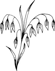 One plant of ripe oats. Sketch vector illustration