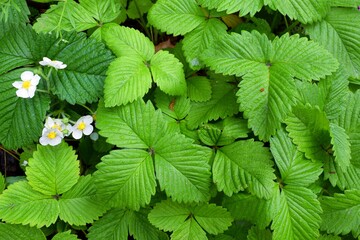 Fragaria is a genus of flowering plants in the rose family, Rosaceae, commonly known as strawberries for their edible fruits. 