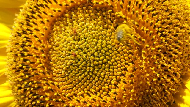 A bee on a sunflower inflores
cence.
The difficulty in photographing bees is that most often insects are in motion.
