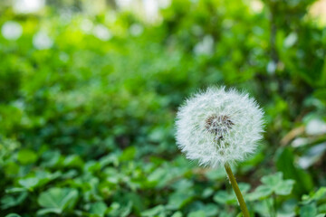 Dandelions blooming in the summer