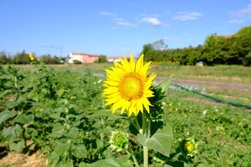 Girasole