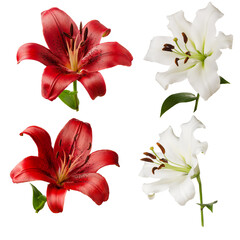 Lilies flowers red and white set isolated on white background