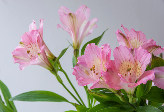 Pink Alstroemeria flowers