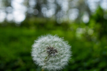 Dandelions blooming in the summer