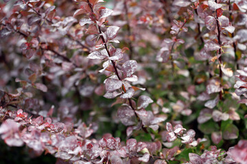 Powdery mildew, a fungal disease, infection on barberry leaves.