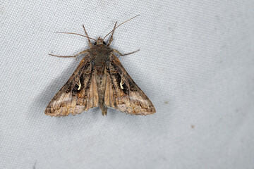 The Silver Y (Autographa gamma) is a migratory moth of the family Noctuidae. Caterpillars of this...