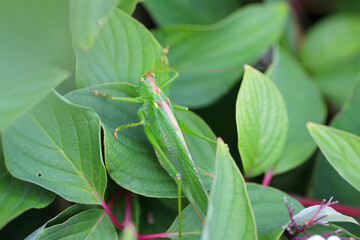 Great Green Bush-cricket - Tettigonia viridissima.