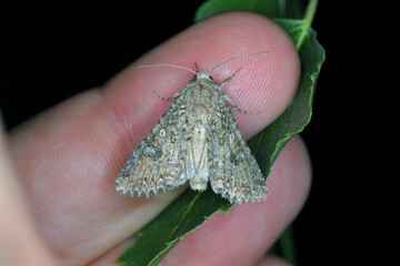 Cabbage moth (Mamestra brassicae). Insect in the family Noctuidae.