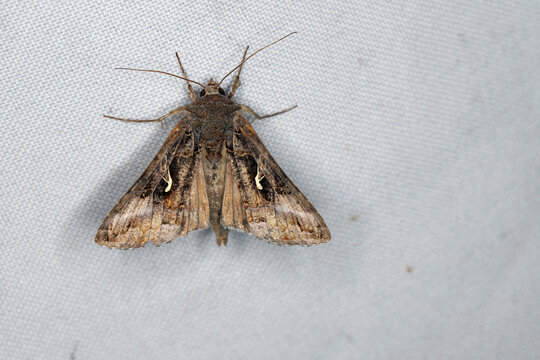The Silver Y (Autographa gamma) is a migratory moth of the family Noctuidae. Caterpillars of this owlet moths are pests more than 200 different species of plants including crops.