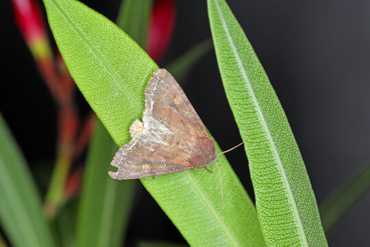 Moth of Noctuidae family (owlet moths, armyworm) on canola leaf. It is a dangerous pest.