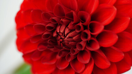 Macro photo Deep red,burgundy color dahlia,formal ornamental type, on a black background. Beautiful...