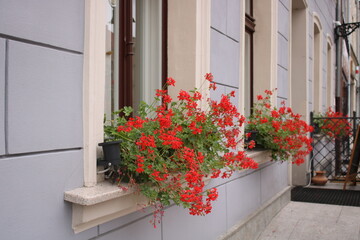 Fototapeta na wymiar Multi-colored spring flowers stand on the windowsill.