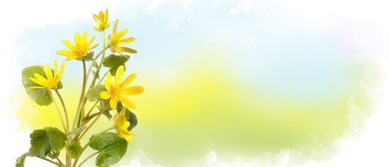 Fototapeta na wymiar Bouquet of yellow daisy-gerbera or sunflower on watercolor background. Red chamomile horizontal banner with copy space. Spring or summer blossom blooming. Field flower Jerusalem artichoke. Empty place