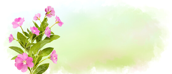 Fototapeta na wymiar Pink field flowers on pastel watercolor background, wildflowers. Horizontal banner with copy space. Place for a text. Spring card