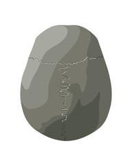 Human skull in different projections. Realistic illustration for the study of anatomy.
