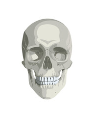 Human skull in different projections. Realistic illustration for the study of anatomy.

