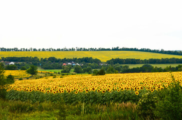 a small village surrounded by sunflower fields