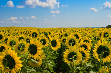Fototapeta premium blooming sunflowers on the field